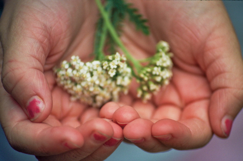 Town Branch Trail - 11 - Hands with Yarrow.jpg